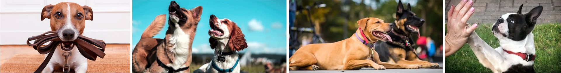 Educación y comportamiento canino